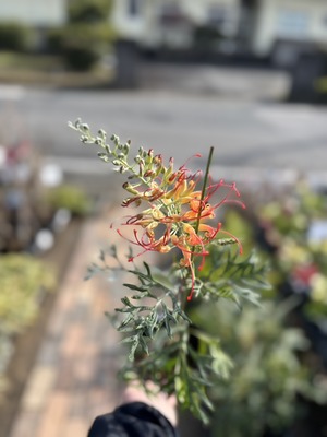 S__39256076_0