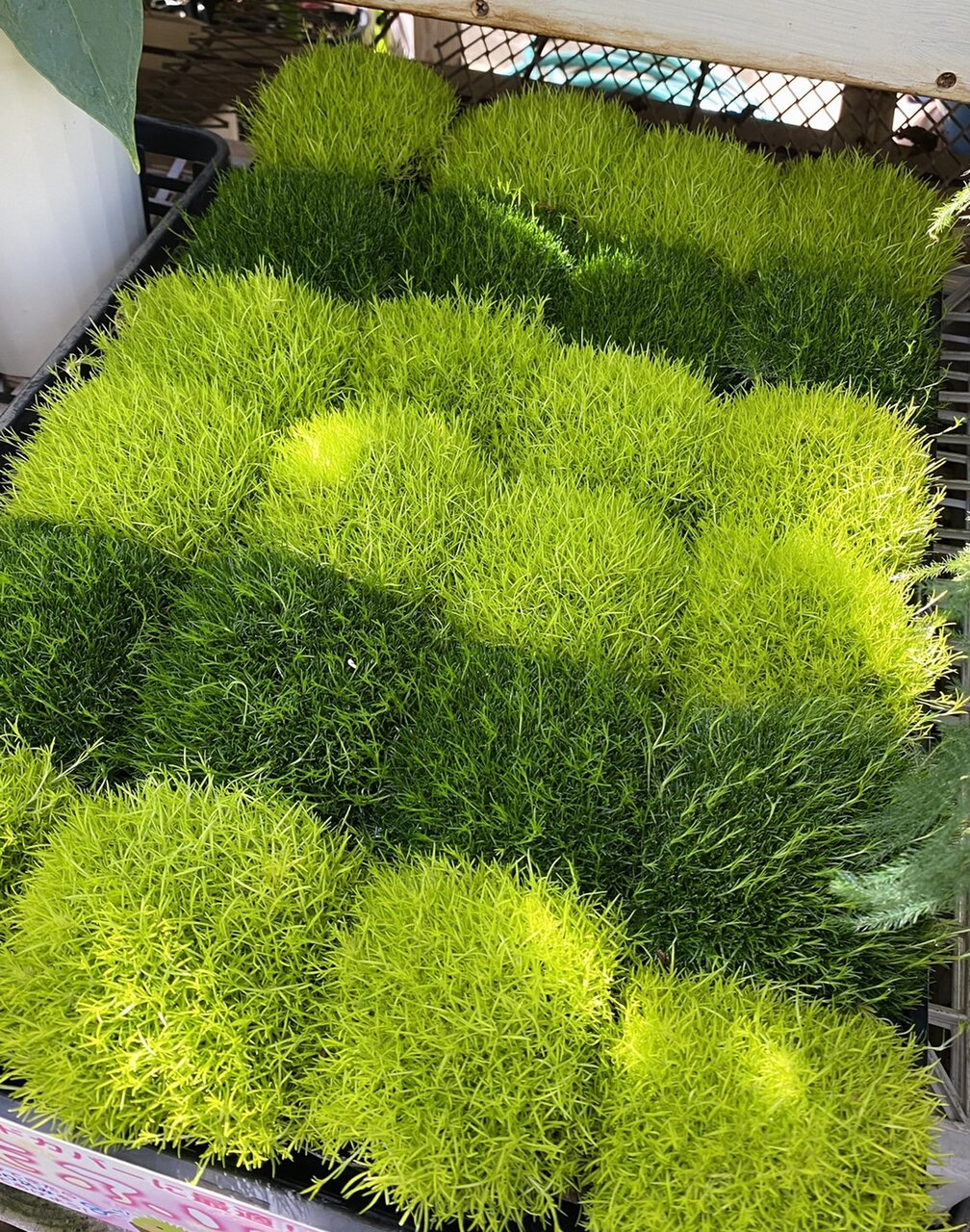 ランタナ サギナ スブラタ シレネ ユニフローラ バリエガータ マリーゴールド レモン レプトスペルマム ウィルソンズホワイト バンクシア スピヌロサ ヘアピン 大洋グリーンブログ