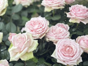 S__40943693_0