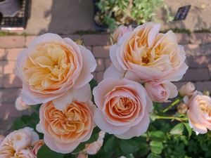 S__39346207_0
