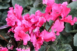 IMG_1805