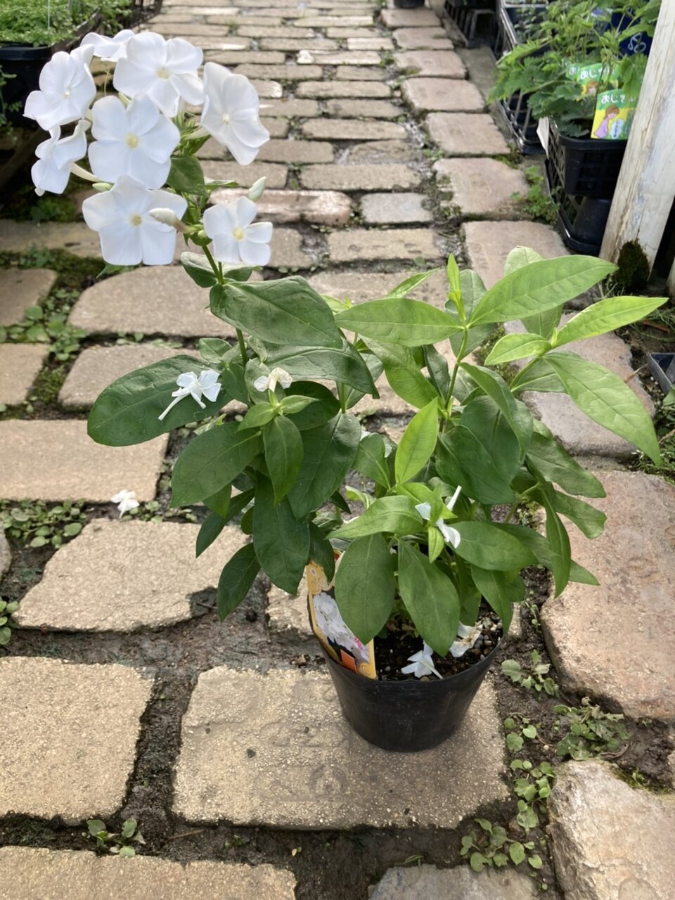 宿根フロックス スイレンボク キャットテール 斑入りetc 大洋グリーンブログ