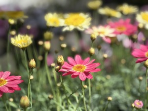 S__39862277_0