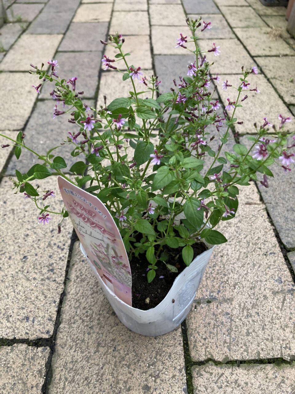 大洋グリーンブログ