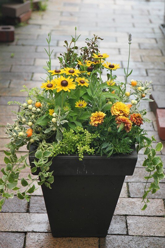 大鉢の寄せ植え！！ボリュームがすごい～～～ : 大洋グリーンブログ