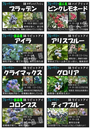 ブルーベリー一覧2025_page-0002