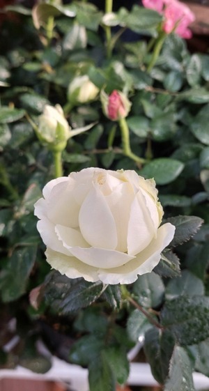 LINE_ALBUM_2025122_250122_6