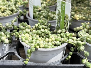 S__40124482_0