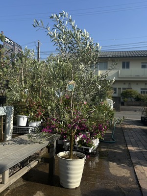 S__41033761_0