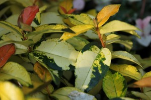 IMG_1084