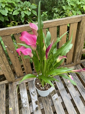 S__50692110_0