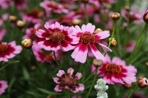 IMG_9039