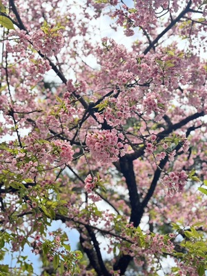 S__39649297_0