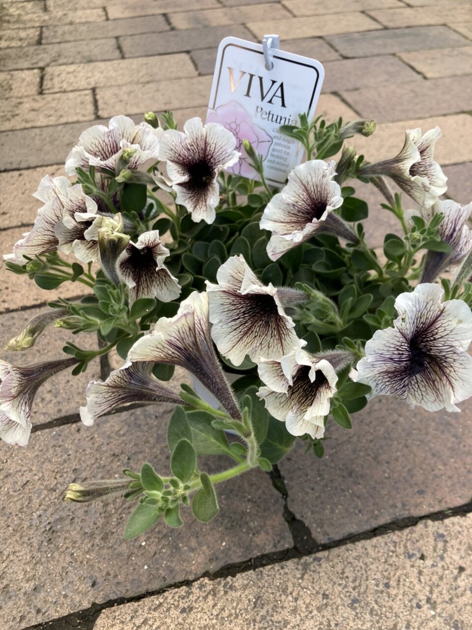 スパシフィラム デフェンバキア クールビューティー ペチュニア 黒真珠etc 大洋グリーンブログ