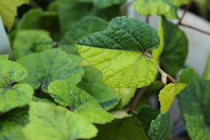IMG_1080