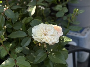S__40656912_0