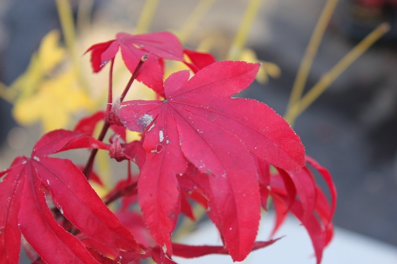 モミジ大盃（おおさかずき）秋の紅葉の王様 : 大洋グリーンブログ