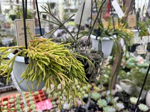 IMG_4058