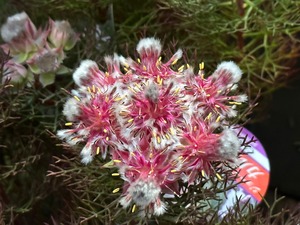 S__87023658
