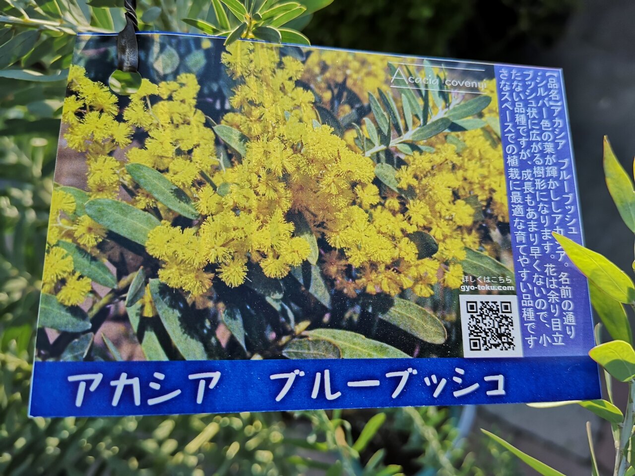 アカシア類色々入ってます 大洋グリーンブログ アカシア類色々入ってます 大洋グリーンブログ
