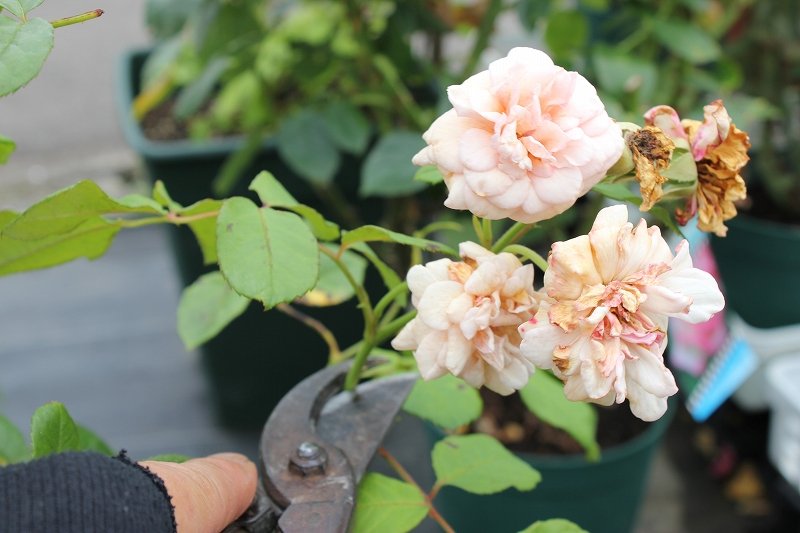 バラの花後の剪定 大洋グリーンブログ バラの花後の剪定 大洋グリーンブログ