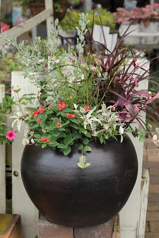 秋を感じる寄せ植えたち 大洋グリーンブログ