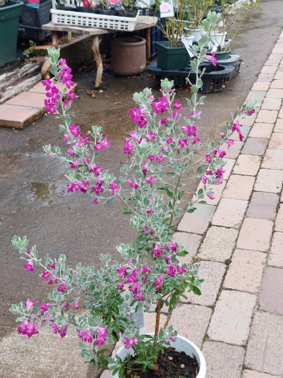 今年もレウコフィルム、入荷しました！ - 大洋グリーン