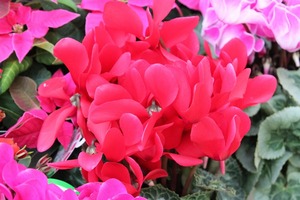 IMG_1799