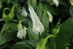 IMG_9051