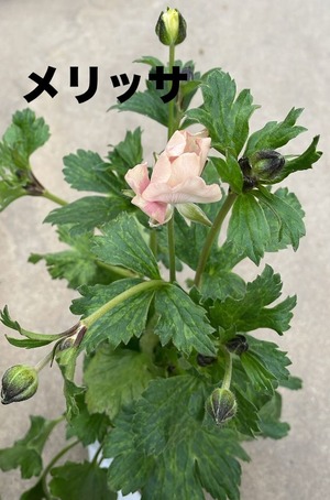 LINE_ALBUM_ラナンキュラス　ラックス_250205_3