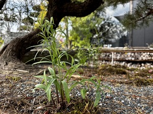 S__63643660_0