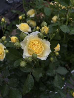 S__40189982_0