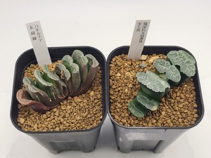 LINE_ALBUM_240913ハオルチア入荷_240914_81