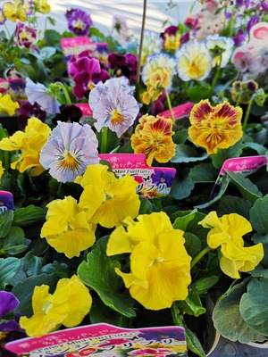 IMG_20191106_162738