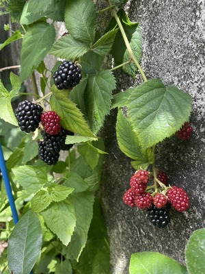 S__47595526_0
