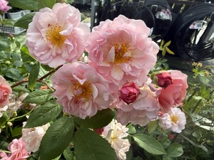 S__99131541_0