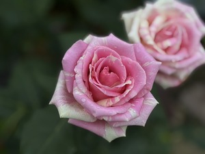 S__40738856_0