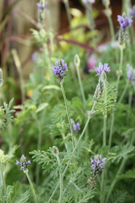 秋の七草のフジバカマ おすすめです 大洋グリーンブログ