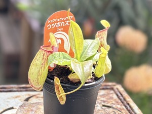 S__40132630_0
