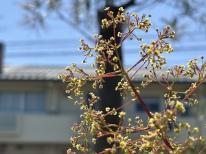S__40419353_0