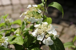 IMG_8024