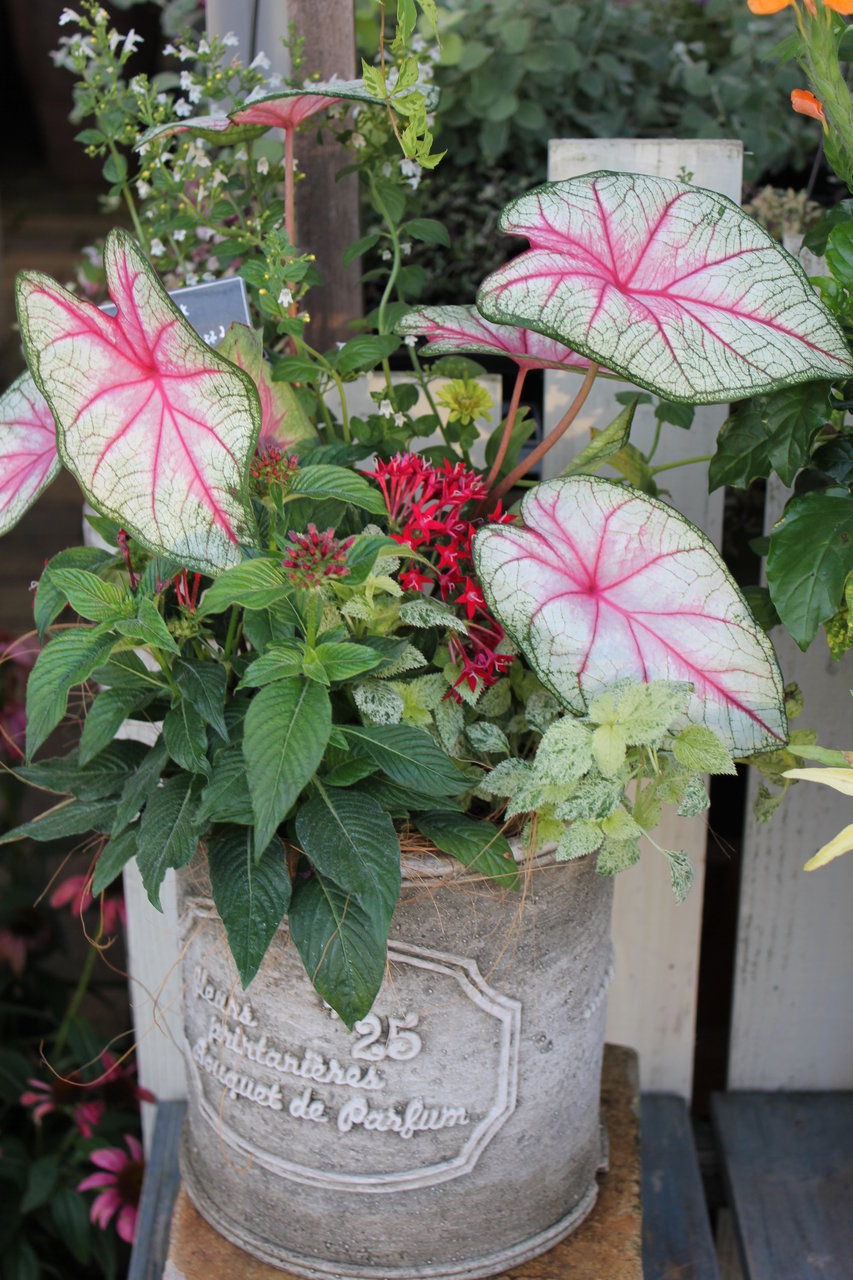 夏のギフトに寄せ植えはいかがですか 大洋グリーンブログ