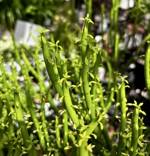 S__67698700_0