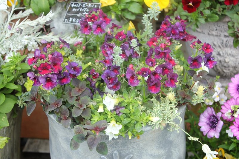宿根ガザニア カナリアスマイル 入荷情報 大洋グリーンブログ 宿根ガザニア カナリアスマイル 入荷情報 大洋グリーンブログ