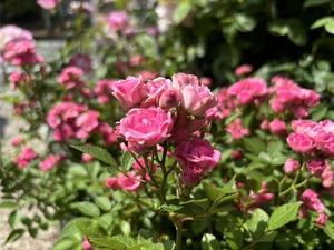 S__40124449_0