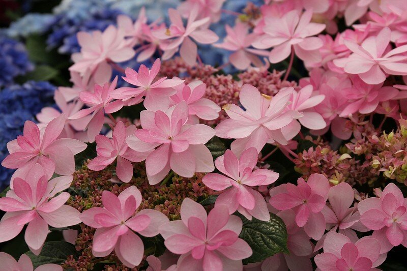 あじさいを大切な方へプレゼントしませんか 大洋グリーンブログ