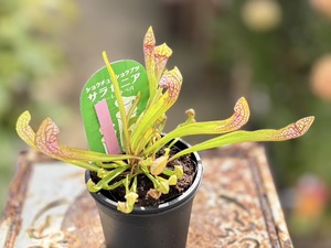 S__40132627_0