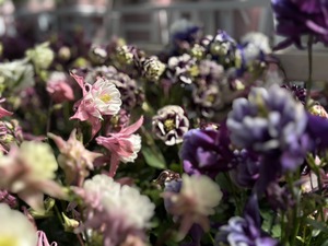 S__39550992_0