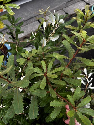 S__61874182_0