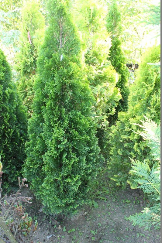 コニファー色々紹介 大洋グリーンブログ